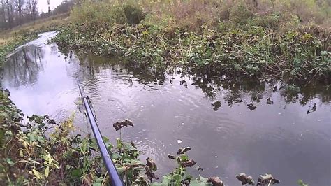 electrofishing - YouTube