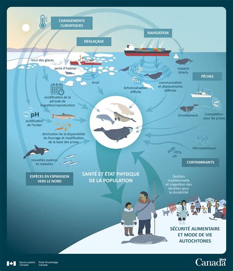 Les mammifères marins dans un océan Arctique en mutation Canada ca