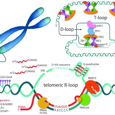 Telomeric R Loops Are Mediated By Terra Terras Are Transcribed By Rna