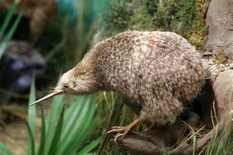 AVES QUE NO VUELAN Características y 10 ejemplos