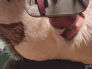 Furry Girl Takes Full Fursuit Fuck Machine Pounding Creampie Only Fans Preview Xxx Mobile