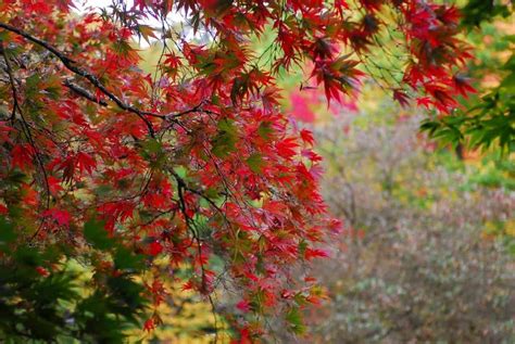 13 best nature walks to see Seattle fall color ...