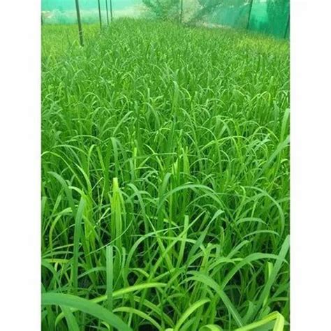 Images Of Sugarcane Plant