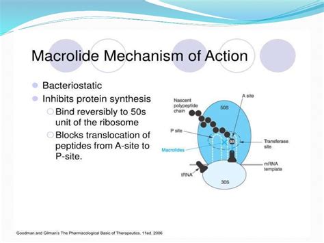 Macrolide antibiotics