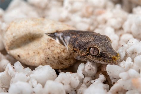 Gargoyle Gecko Care Guide Care Sheet Reptile Cymru