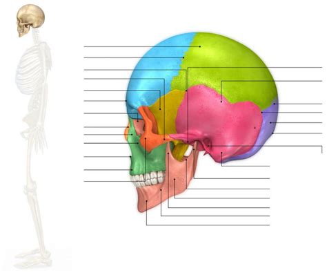 Huesos De La Cara Anatom A Funci N Cu Ntos Son Y Mucho M S