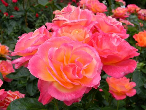 Broadway Rose Bush Free Stock Photo - Public Domain Pictures