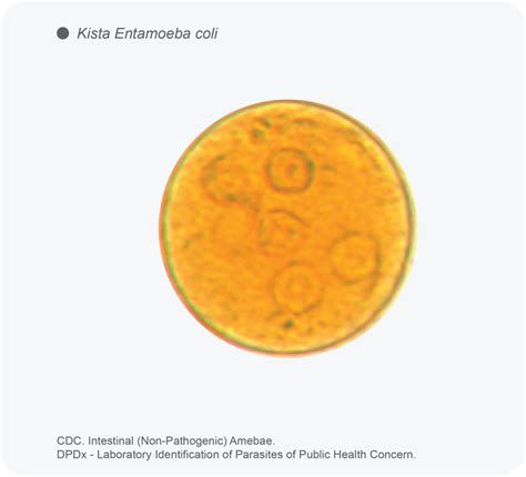 Protozoa Entamoeba Coli Vetmedicinae