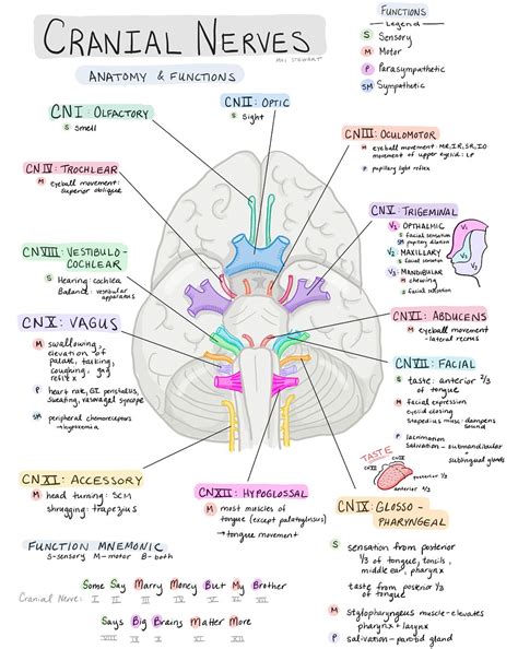 Cranial Nerves Anatomy And Physiology Worksheet Answers Anatomy