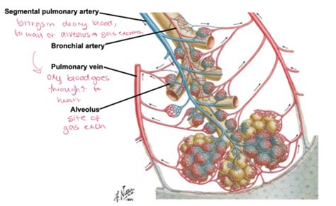 Thorax Lungs And Airways Flashcards Quizlet