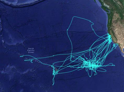 Great White Shark Migration Map