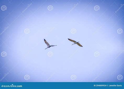 Sandhill Cranes Fly Across A Cloudy Stormy Sky Stock Photo Image Of