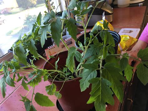 Thought I was planting cilantro but this doesn't look like it. Seeds