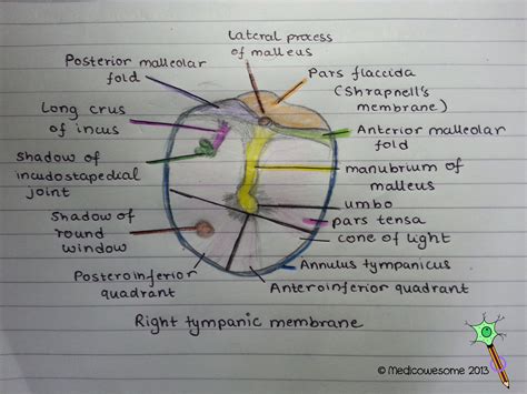 Medicowesome: How to draw the tympanic membrane