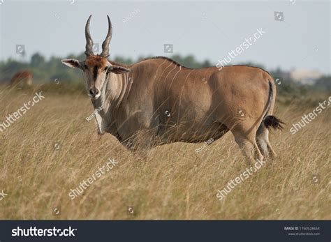 691 Common eland deer Images, Stock Photos & Vectors | Shutterstock