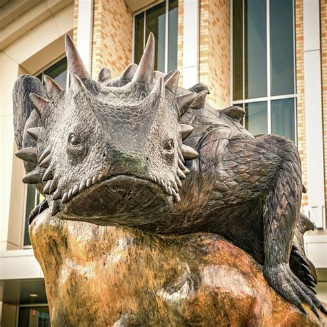 Texas Horned Frog Ready To Pounce Photograph by Gregory Ballos - Fine ...