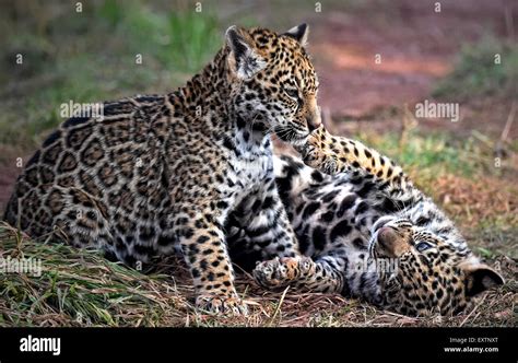 Jaguar cubs at play Stock Photo - Alamy