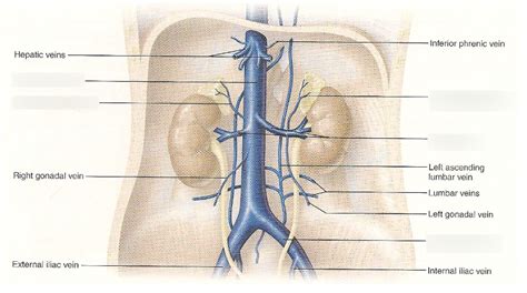 Practical 1 Lab 3 The Heart And Blood Vessel Anatomy Abdominal