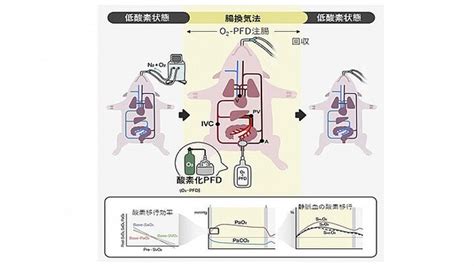 腸での「呼吸」にブタで成功 重度呼吸不全の新しい治療法開発へ 名大ら ライブドアニュース