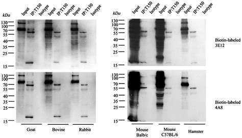 Preparation Of Human Tau Exon 2 And 10 Specific Monoclonal Antibodies