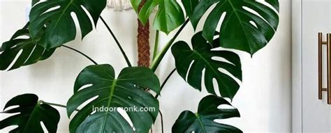 How To Take Care Of Monstera Deliciosa? - Indoor Monk