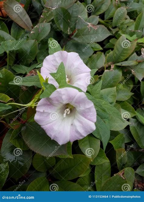 Plant, Flower, Morning Glory Family, Moonflower Picture. Image: 113153464