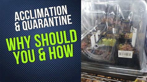 How To Acclimate And Quarantine Your Plants YouTube