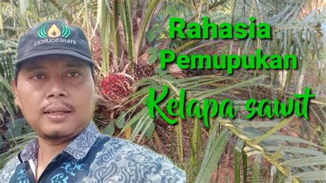 Rahasia Pemupukan Kelapa Sawit Bagi Petani Pemula YouTube