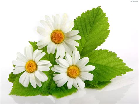 Stokrotki, Rośliny, Kwiatki Na Pulpit