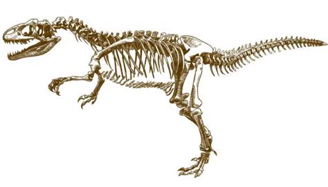 Free Dinosaur Skeleton Clipart Images Freeimages