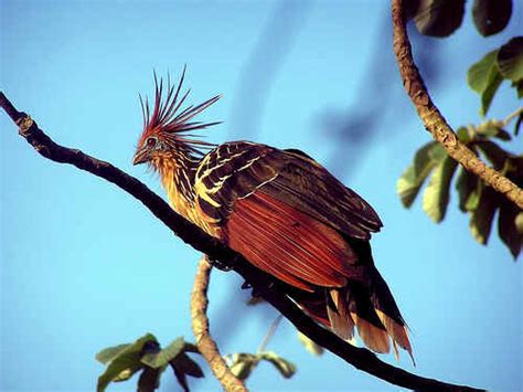 National Bird,Flower & Animal of Guyana - Guyana Photo (32429101) - Fanpop