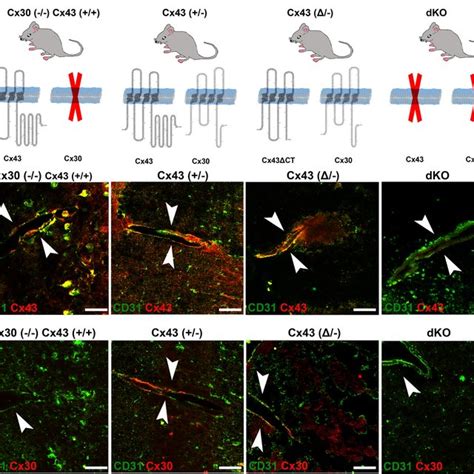 Distribution Of Aqp4 In Endfeet Of Cx43 Transgenic Mice A Histograms