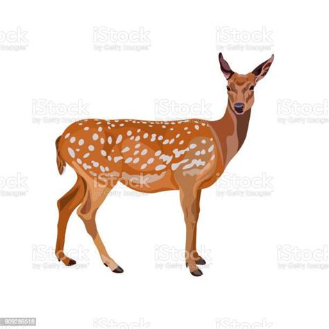 Female Fallow Deer Stock Illustration Download Image Now Roe Deer