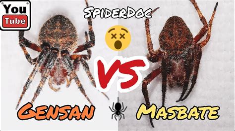 MASBATE Vs GENSAN Super Spider Fight Loaded Fight Nameless Load