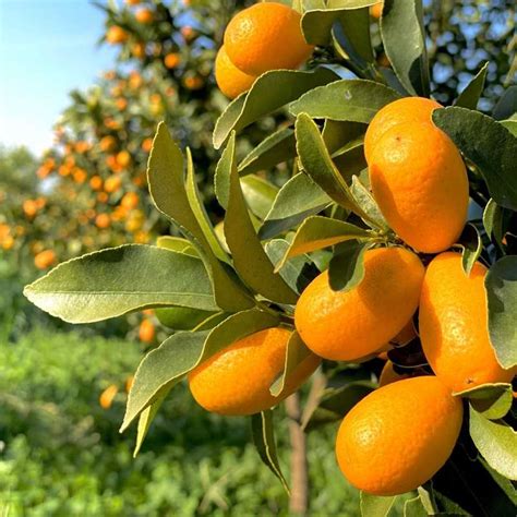 Buy Oranges And Tangerines From Valencia At Home Oranges Online