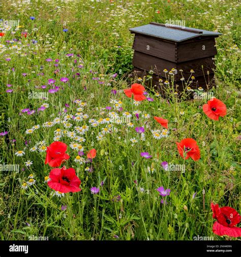 Colourful And Eco Friendly Wildflower Area Planted With Bees And Butterflies In Mind Yorkshire