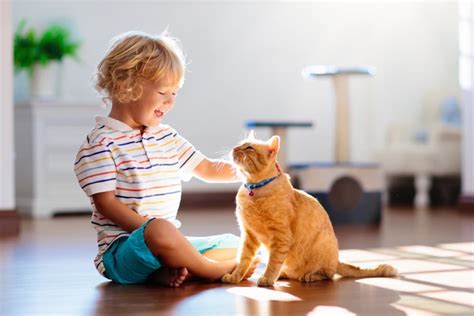 Kids and Cats: 10 Tips to Promote Bonding | I Love My Dog So Much