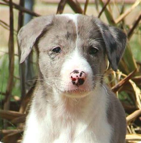 Great Dane, Australian shepherd, Australian wolfhound mix puppy. Puzzle ...