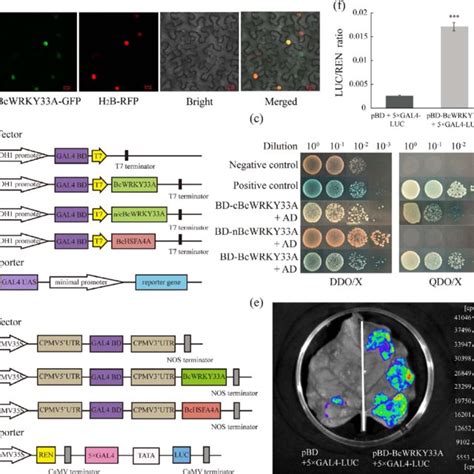 Subcellular Localization And Transcriptional Activation Activity Of