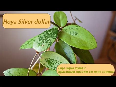 Hoya Silver dollar- еще одна хойя с красивым листом со всех сторон ...