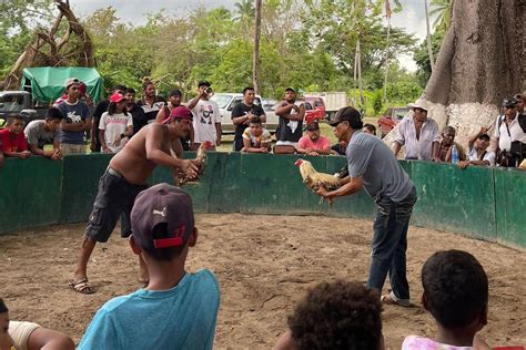 Maltrato Y Tradici N Las Peleas De Gallos En La Costa Chica