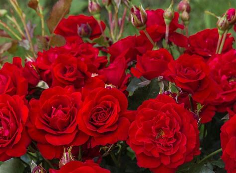 Роза флорибунда Нина Вэйбул: купить в Москве саженцы Rosa Nina Weibull ...