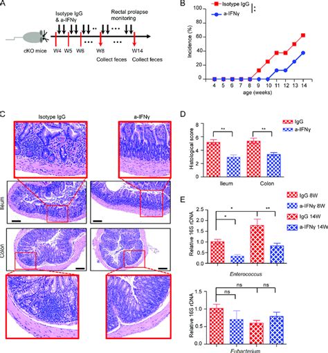 Ifn γ Blockade Delays Spontaneous Intestinal Inflammation In Download Scientific Diagram