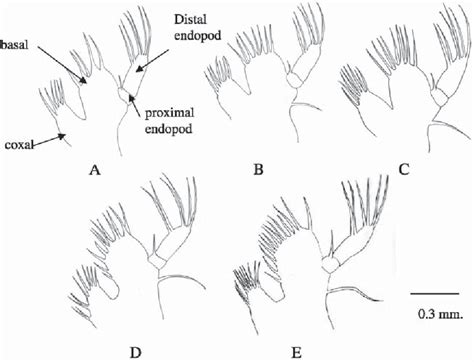 Figure From Morphological Study In Zoeal Stages Of Mud Crabs Scylla