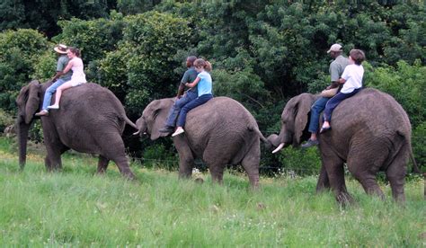 elephant-riding-elephant-sanctuary | Green Girls in Africa