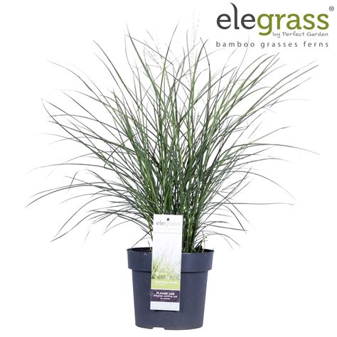 Miscanthus Sinensis Cute One — Plant Wholesale Floraccess