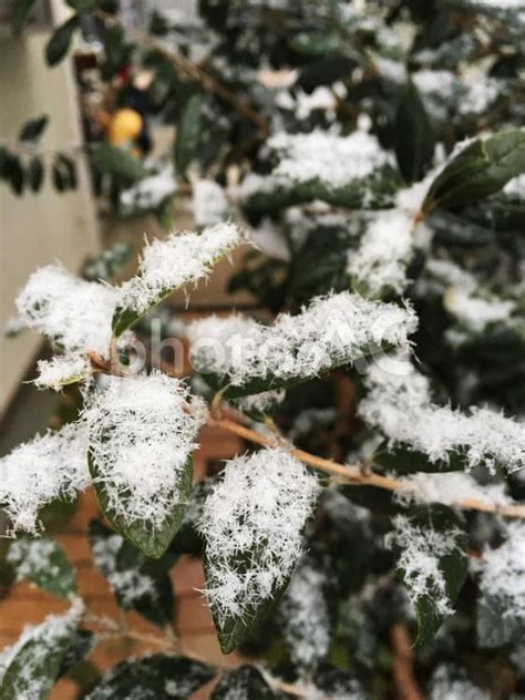 葉に積もった雪の結晶 No 23225235｜写真素材なら「写真ac」無料（フリー）ダウンロードok