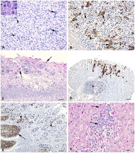 Histology And Immunohistochemistry Of Sheep And Goat Tissue At Varying