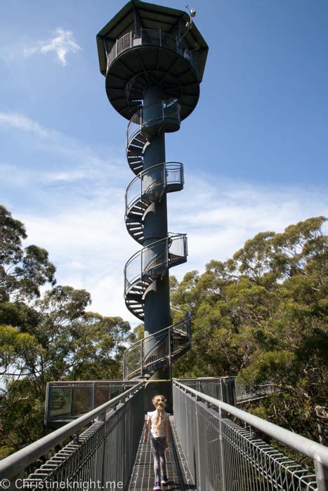 Illawarra Fly Treetop Adventures Australia - Adventure, baby!