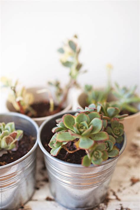 "Indoor Succulent Plants" by Stocksy Contributor "Natalie JEFFCOTT ...